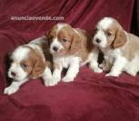 Cavalier King Chrles cachorros