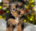 Beautiful yorkie puppies 