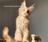 Fluffy maine coon kittens for 