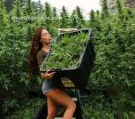Aceite de CBD y marihuana medicinal