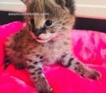 Camada de serval y savannah, gatito