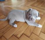 Cachorro americano de pit bull terrier
