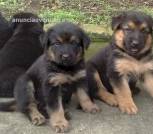 Cachorro de pastor alemán 2 meses de nac