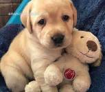 increíbles cachorros labrador para regal