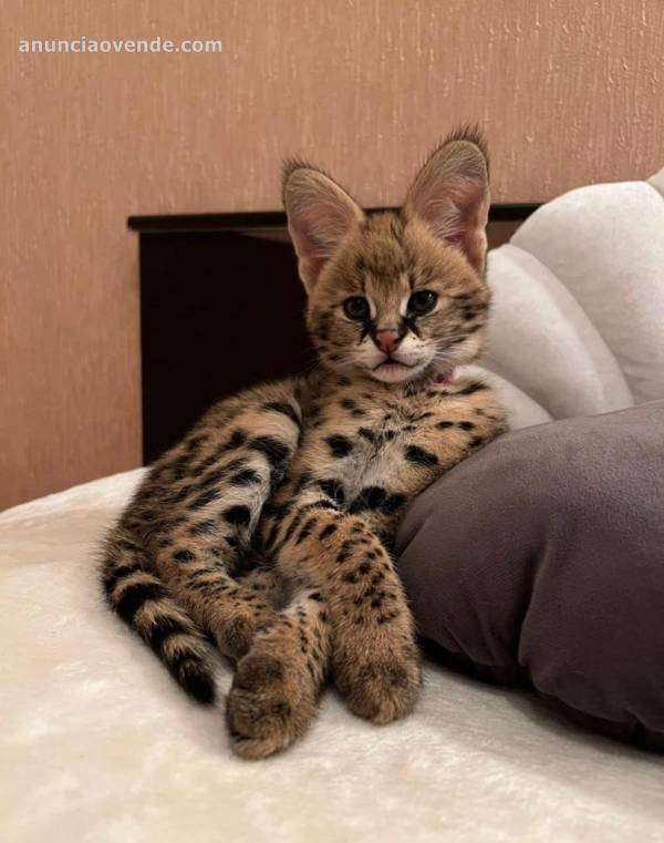 disponibles gatitos serval y c