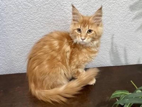 Maine coon kitten for sale  2
