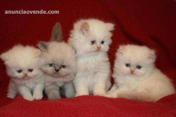 Vendo gatitos persas americanos 