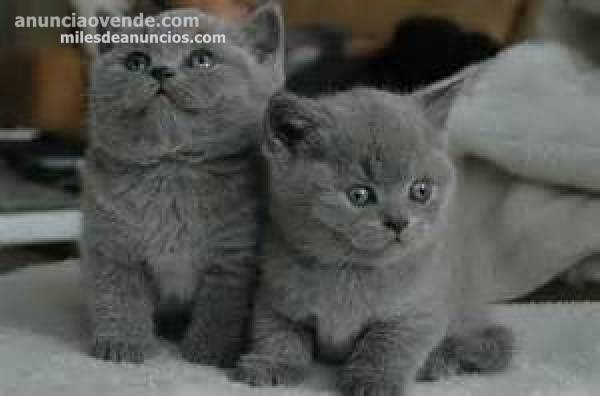 precioso gatitos de pelo corto azul 