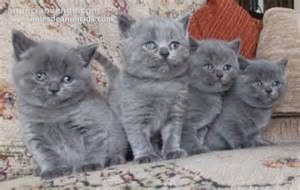 precioso gatitos de pelo corto azul 