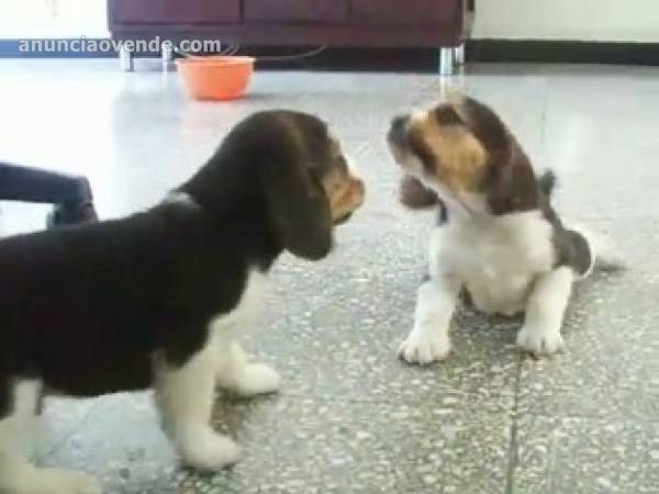 Regalo beagle listo en adopcion