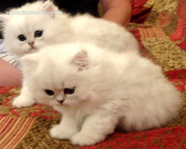 Hermosos gatitos persas que buscan un ho