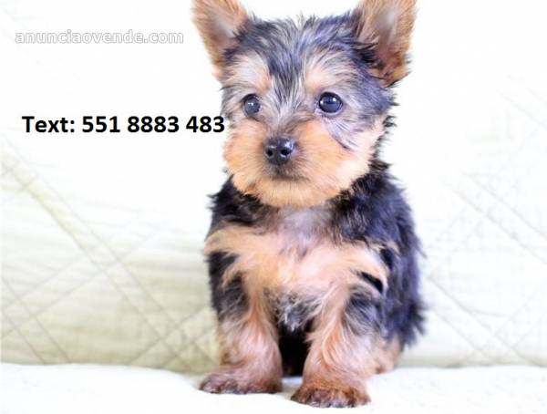 Affectionate and Affordable yorkie Puppi 1