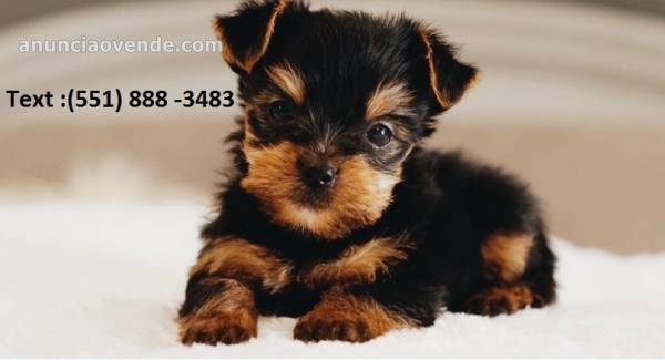 Affectionate and Affordable yorkie Puppi 2