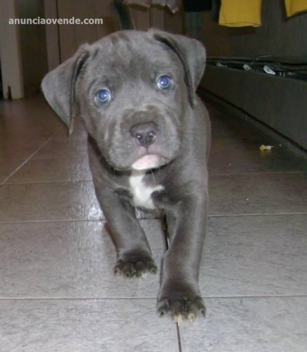 Azul Pitbull Americano en adopcion