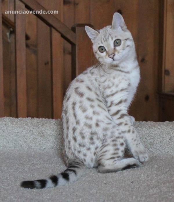 Bengal Kittens Available  1