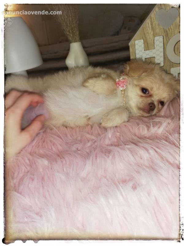 Chihuahua hembra 3 meses pelo largo toy 3