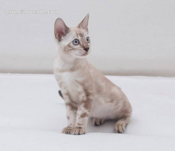Bengal kittens for new homes  1