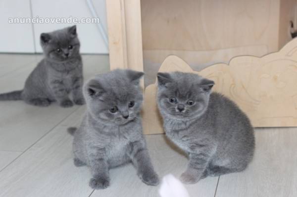 Cute British shorthair kittens  1