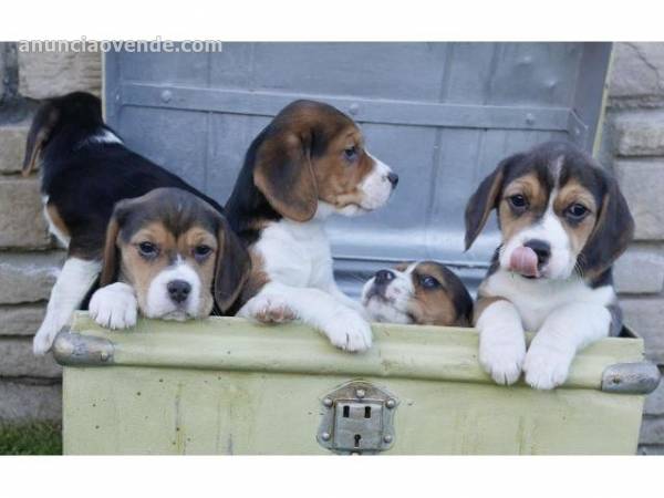 Preciosos cachorritos de beagle