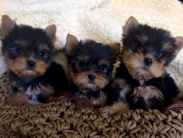 Registered Yorkshire Puppies For sale 
