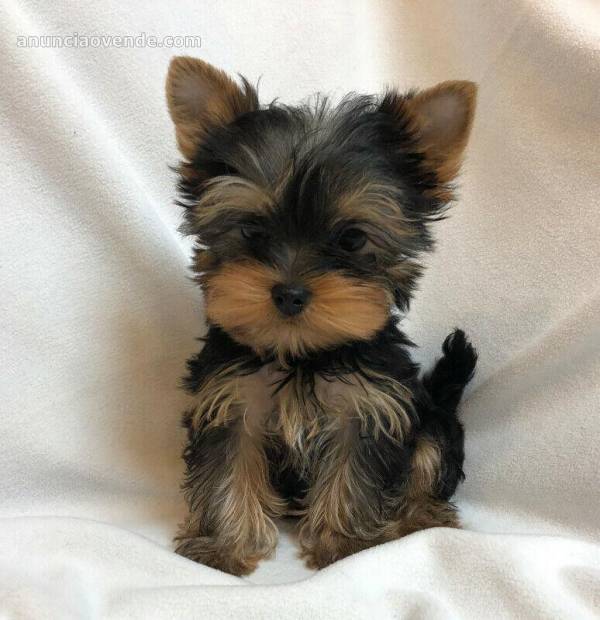 Yorkie for sale 