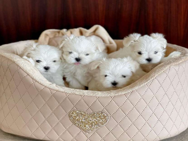 Beautiful M/F Maltese Puppies avail for new home! Well socialized