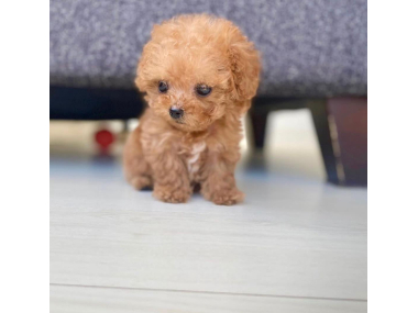 Beautiful Poodle Puppy