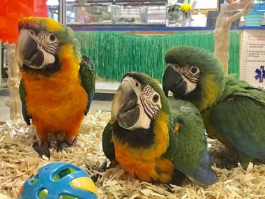 Birds, Lovebirds, Parrots available for new homes 1