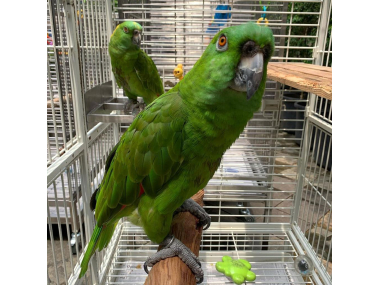 Birds, Lovebirds, Parrots available for new homes