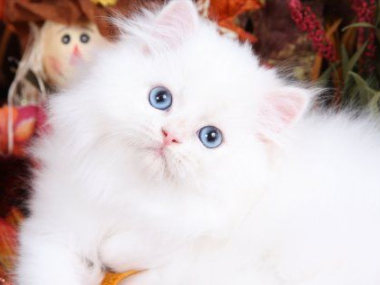 increíbles gatitos persas para regalo