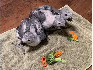 Trained African Grey Parrots For Adoption! I have male and female