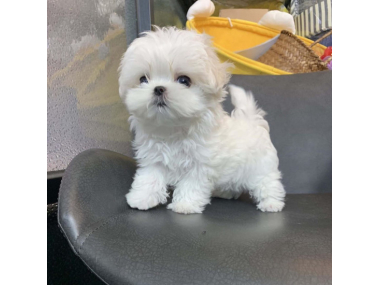 Two Teacup Maltese Puppies Needs a New Family 3