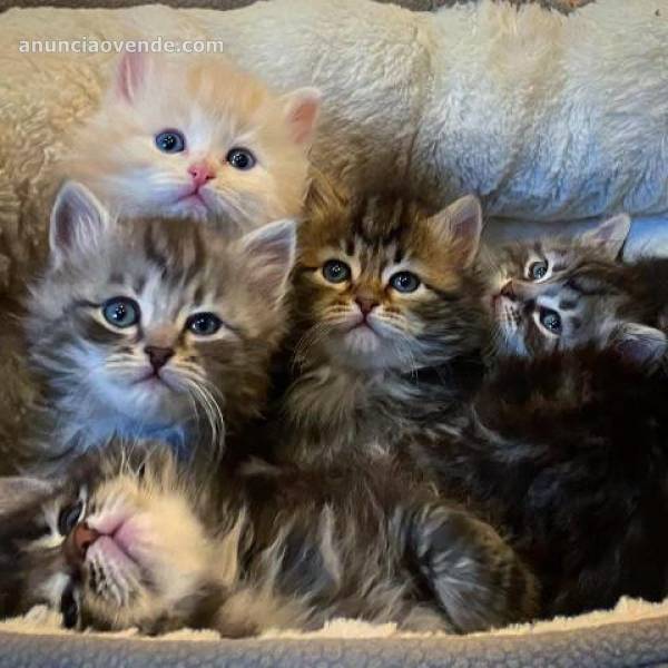   Regalo gatitos Siberianos para adopció 1