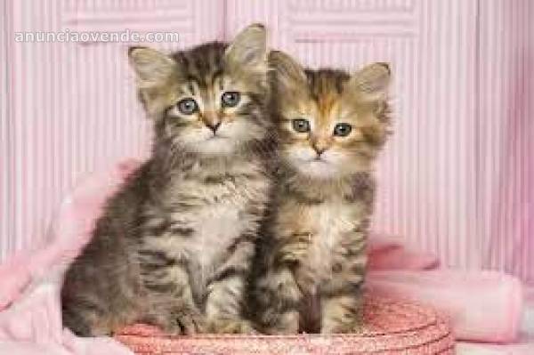   Regalo gatitos Siberianos para adopció 1
