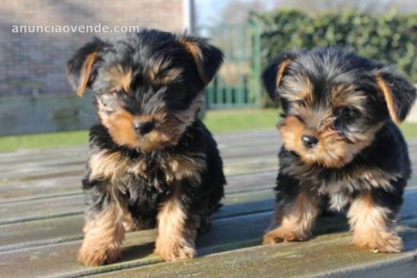  Teacup Yorkie Puppy Available Now 1
