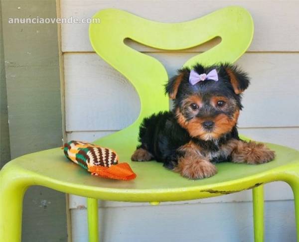 Affectionate and Affordable yorkie Puppi 1