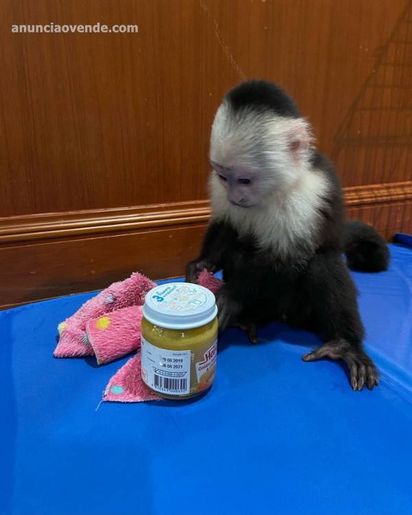Capuchin Baby Available 1