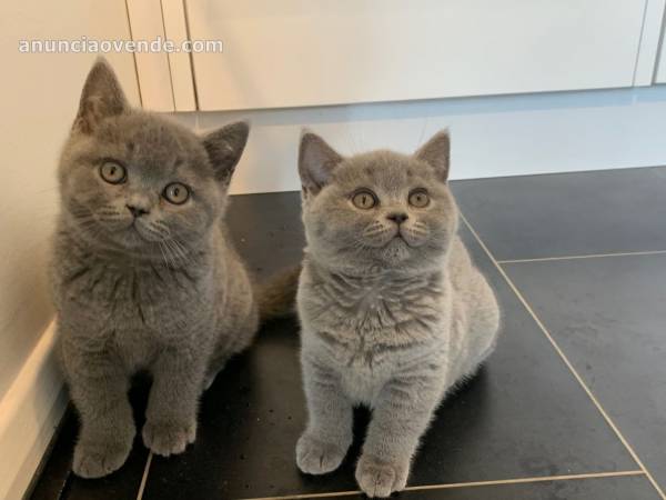 Cute British shorthair kittens  2