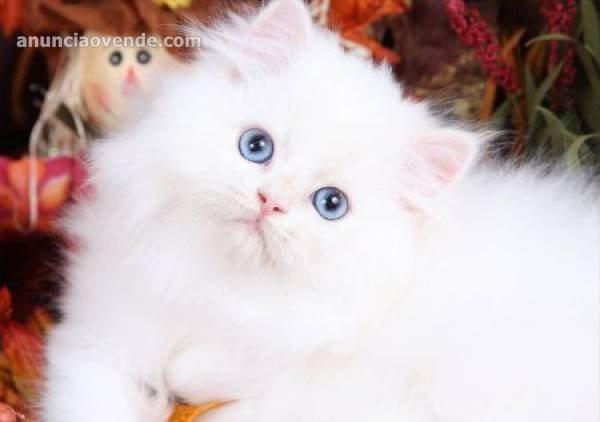 Hermosos gatitos persas para regalo 1