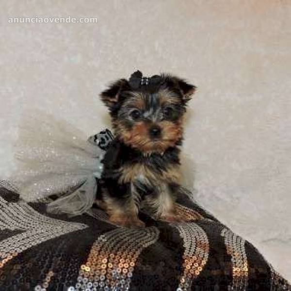Home raised yorkie puppies for rehoming 1