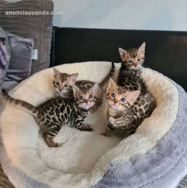 Lindos gatitos de Bengala disponibl 3