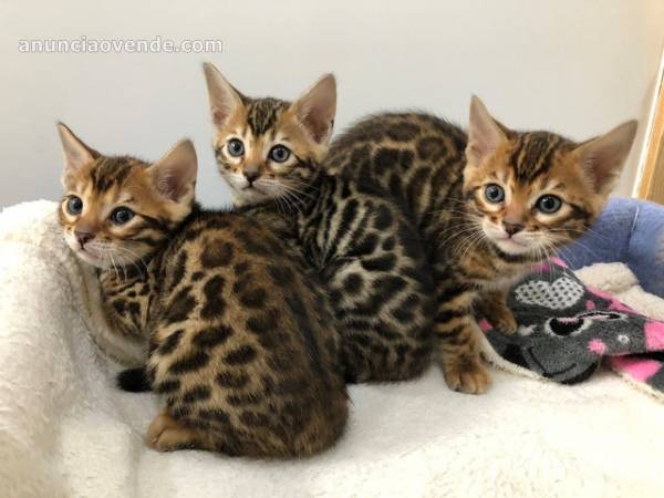 Lindos gatitos de bengala para adopción 1