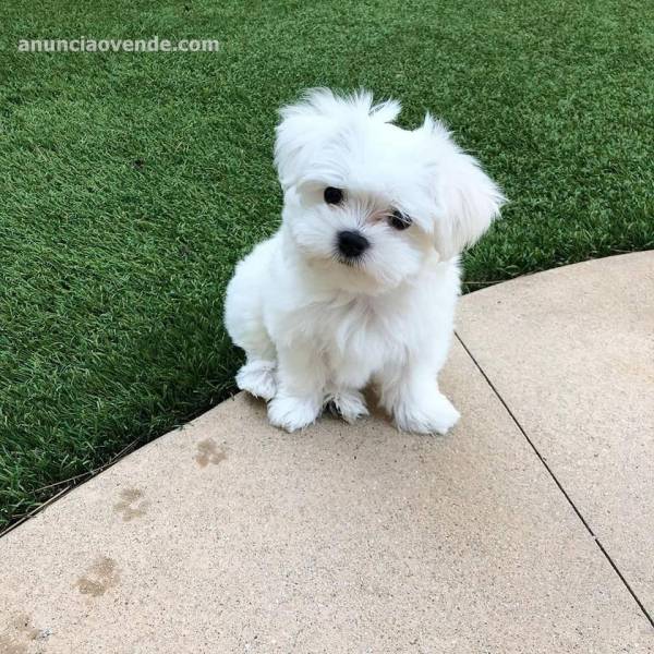 MALTESE PUPPIES FOR SALE TO GOOD HOME 1