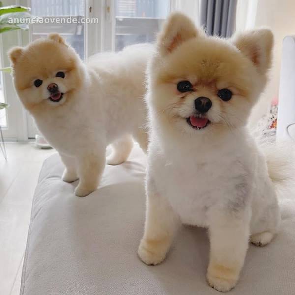 Pomeranian puppies available 1