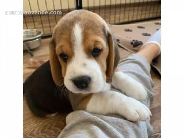 Preciosos cachorritos de beagle 1