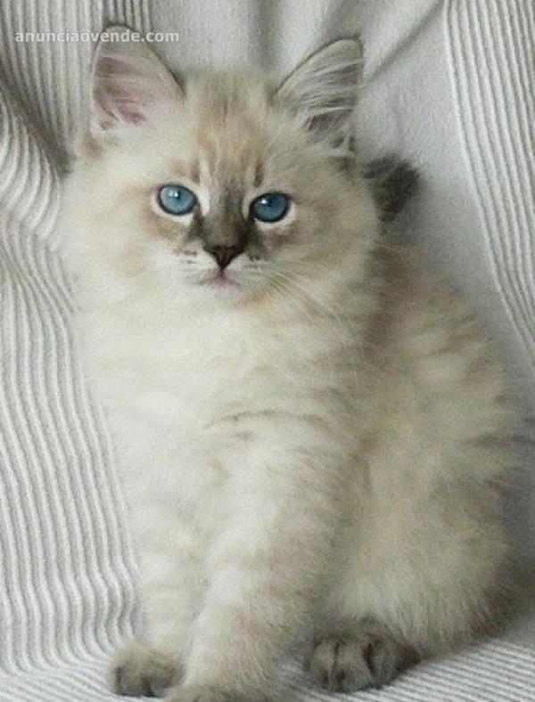 Preciosos gatitos siberianos disponibles 1