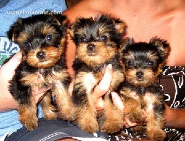 Teacup Yorkie puppies ready for their ne 1