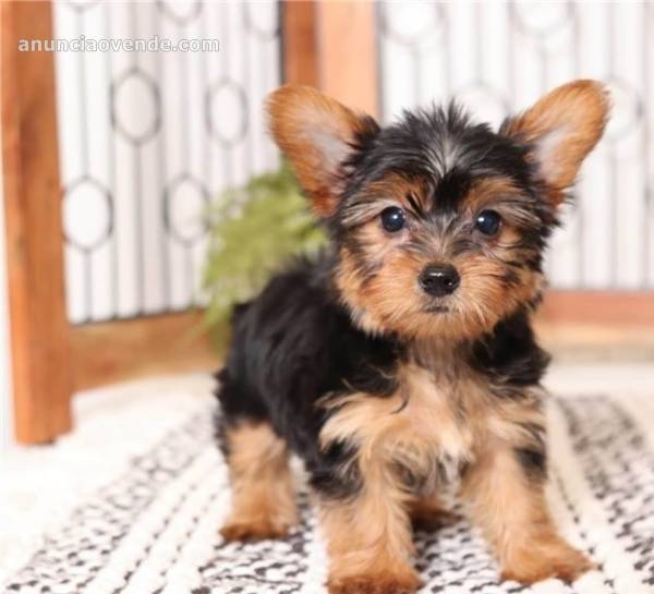 Two YORKIE PUPPIES looking for a new for 1