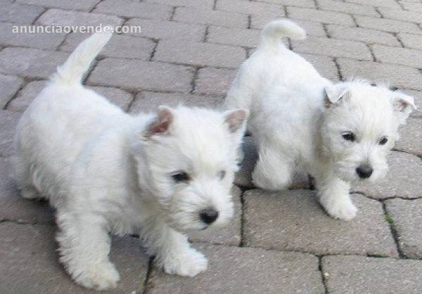 adorables cachorritos westie en adopcion 1