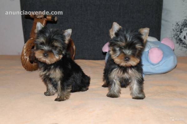 charming  Yorkie Puppies for sale Text : 1